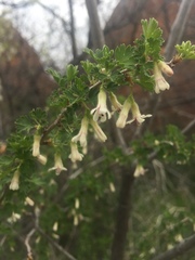 Ribes leptanthum