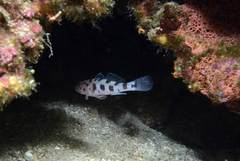 Thorogobius ephippiatus
