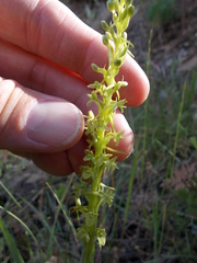 Platanthera michaelii