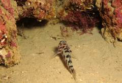 Thorogobius ephippiatus