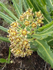 Xysmalobium stockenstromense