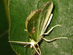 Thetidia albocostaria