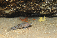 Thorogobius ephippiatus