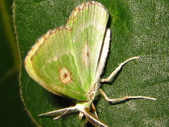 Thetidia albocostaria