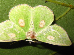 Thetidia albocostaria