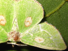 Thetidia albocostaria