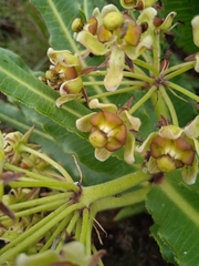 Xysmalobium stockenstromense