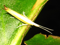 Ypsolopha blandella