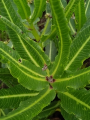 Xysmalobium stockenstromense