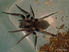 Uliodon albopunctatus