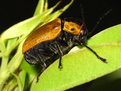 Cryptocephalus peliopterus