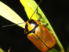 Cryptocephalus peliopterus