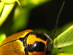 Cryptocephalus peliopterus