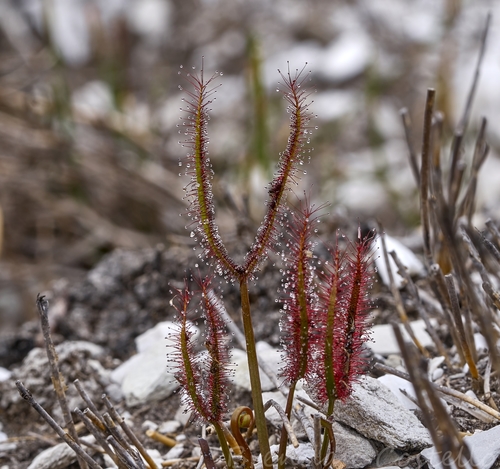 Drosera binata