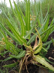 Xysmalobium stockenstromense