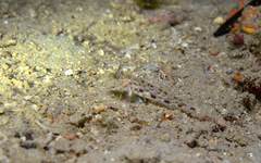 Thorogobius macrolepis