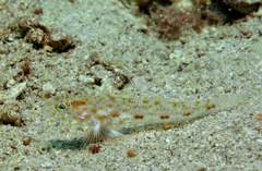 Thorogobius macrolepis