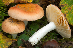 Russula risigallina