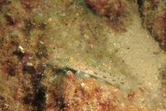 Thorogobius macrolepis