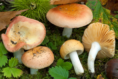 Russula risigallina