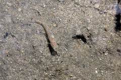 Thorogobius macrolepis