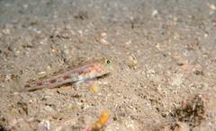 Thorogobius macrolepis