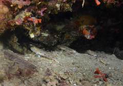 Thorogobius macrolepis