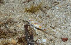 Thorogobius macrolepis
