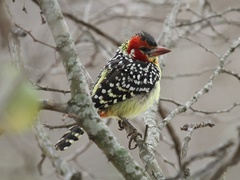 Trachyphonus erythrocephalus