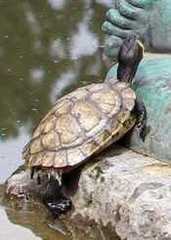 Trachemys scripta scripta