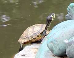 Trachemys scripta scripta