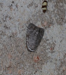 Barasa cymatistis
