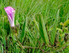 Ipomoea robertsiana