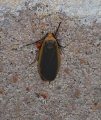 Brunia dorsalis