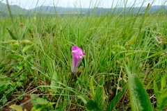 Ipomoea robertsiana