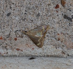 Clupeosoma pellucidalis