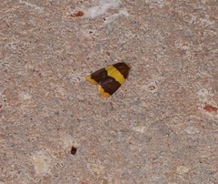 Heterallactis phlogozona