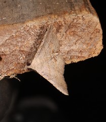 Heterormista modesta