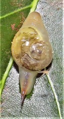 Kerkophorus melvilli