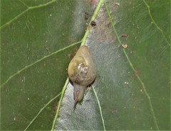 Kerkophorus melvilli