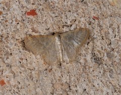 Idaea simplex