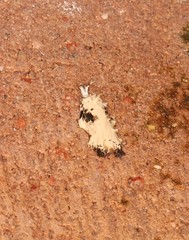 Tonica effractella