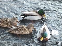 Anas platyrhynchos