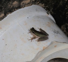 Litoria bicolor