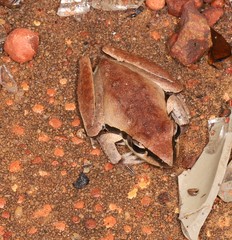 Litoria nigrofrenata