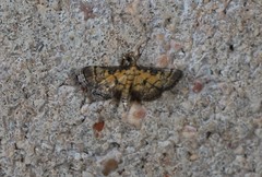 Metasia polytima