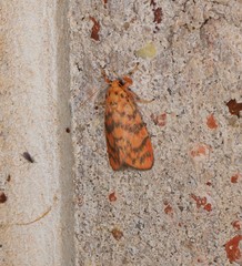 Miltochrista quadrilineata