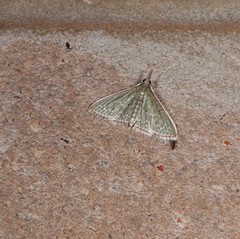 Myrmidonistis hoplora