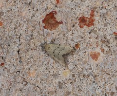 Narangodes