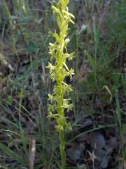 Platanthera michaelii